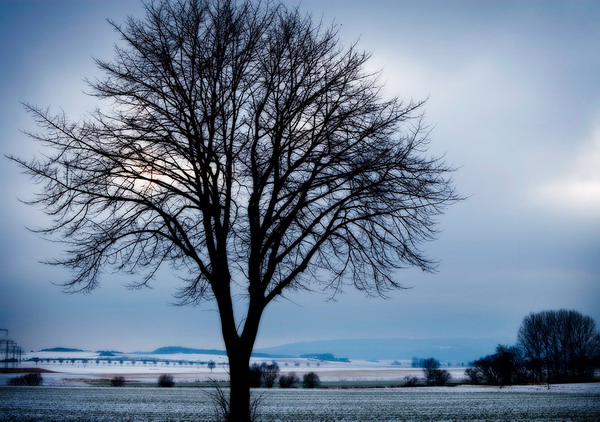 landschaft_mit_baum