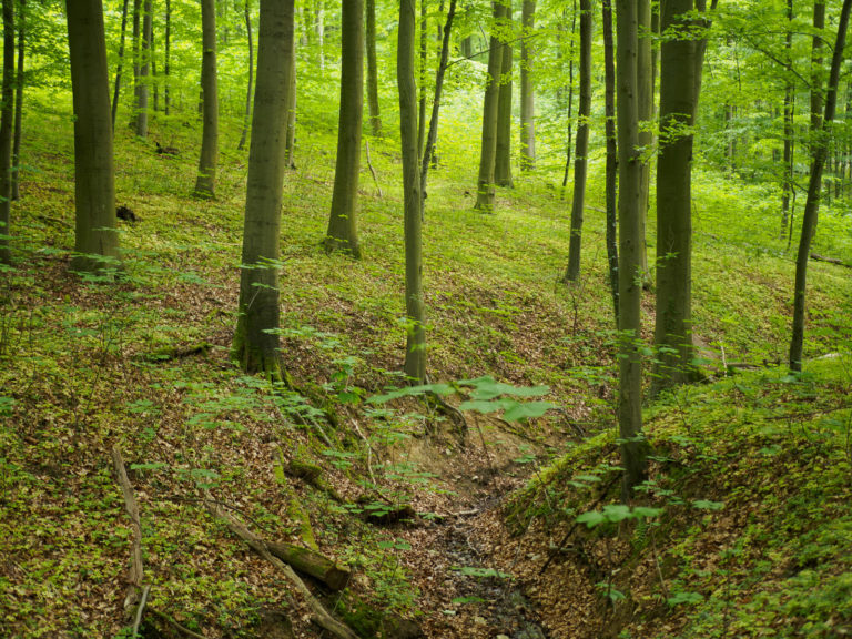 Mehr über den Artikel erfahren Waldbaden als Corona-Prophylaxe